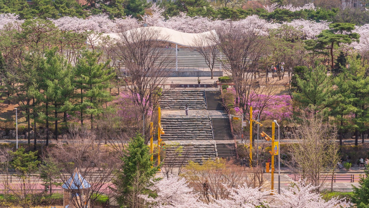 春天，樱花盛开，白天的Bidulgi公园在恩行区/始兴市，韩国京畿道视频素材