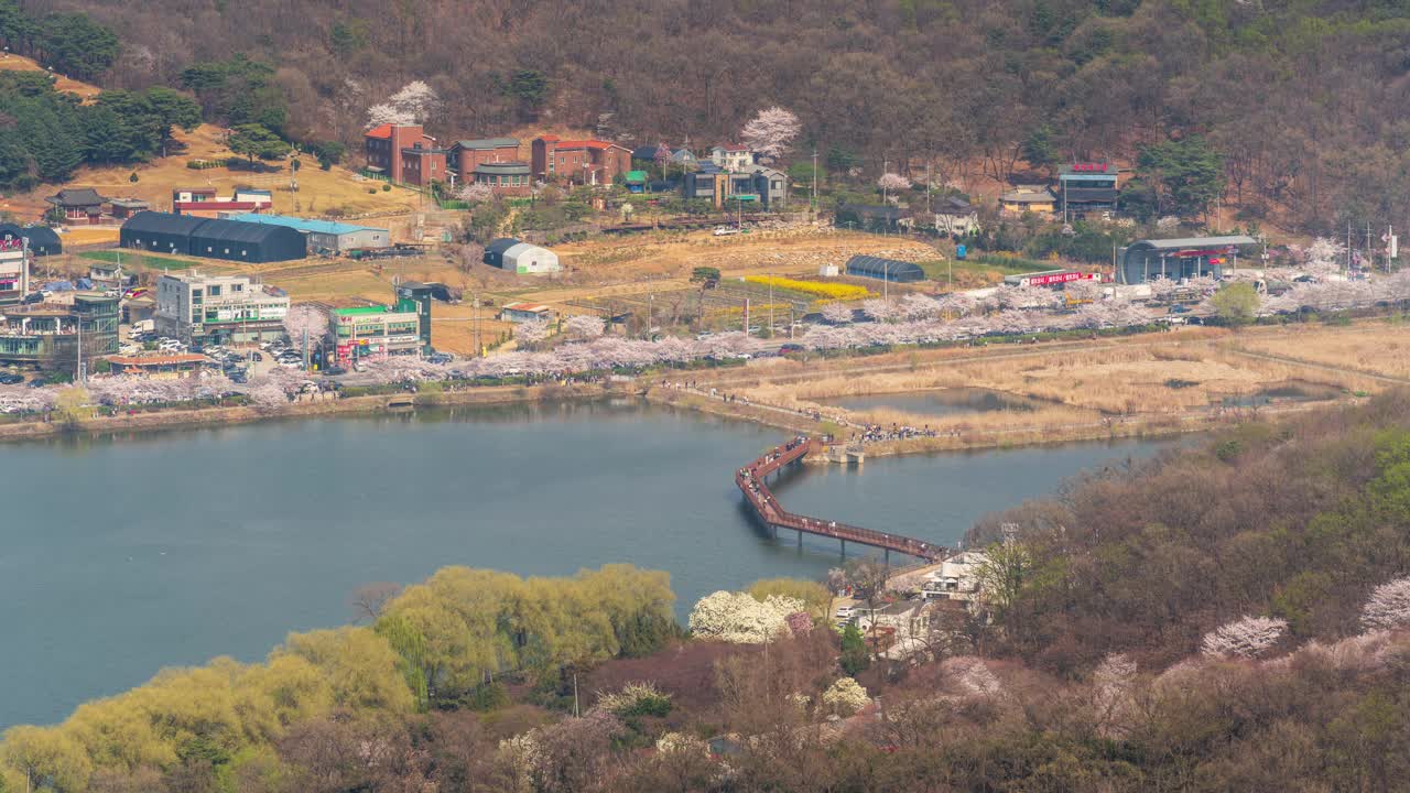 墨旺湖、墨旺水库、春天、樱花和白天的道路/韩国京畿道始兴市视频素材