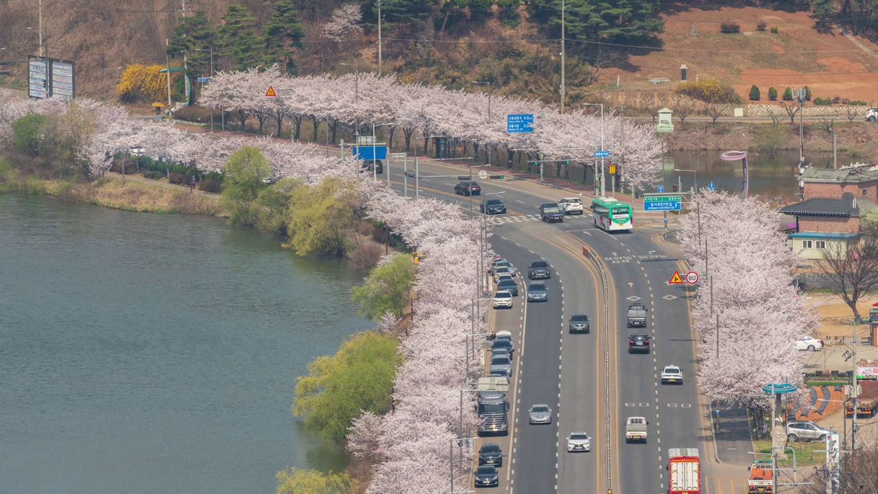 墨旺湖、墨旺水库、春天、樱花和白天的道路/韩国京畿道始兴市视频素材