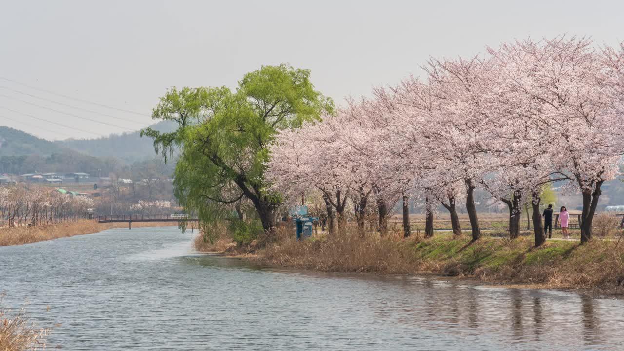 春天，白天的樱花和蒲通川川/韩国京畿道始兴市视频素材