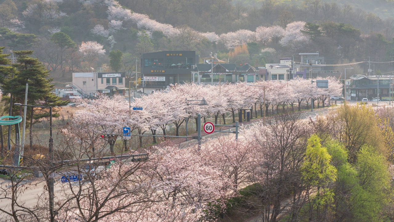 路，春天，樱花盛开的早晨/始兴市，京畿道，韩国视频素材