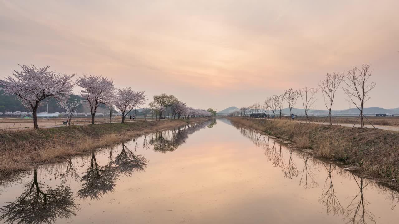 春天、樱花、蒲通川溪和白天的日落/韩国京畿道始兴市视频素材