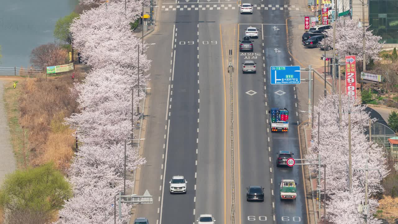 墨旺湖、墨旺水库、春天、樱花和白天的道路/韩国京畿道始兴市视频素材