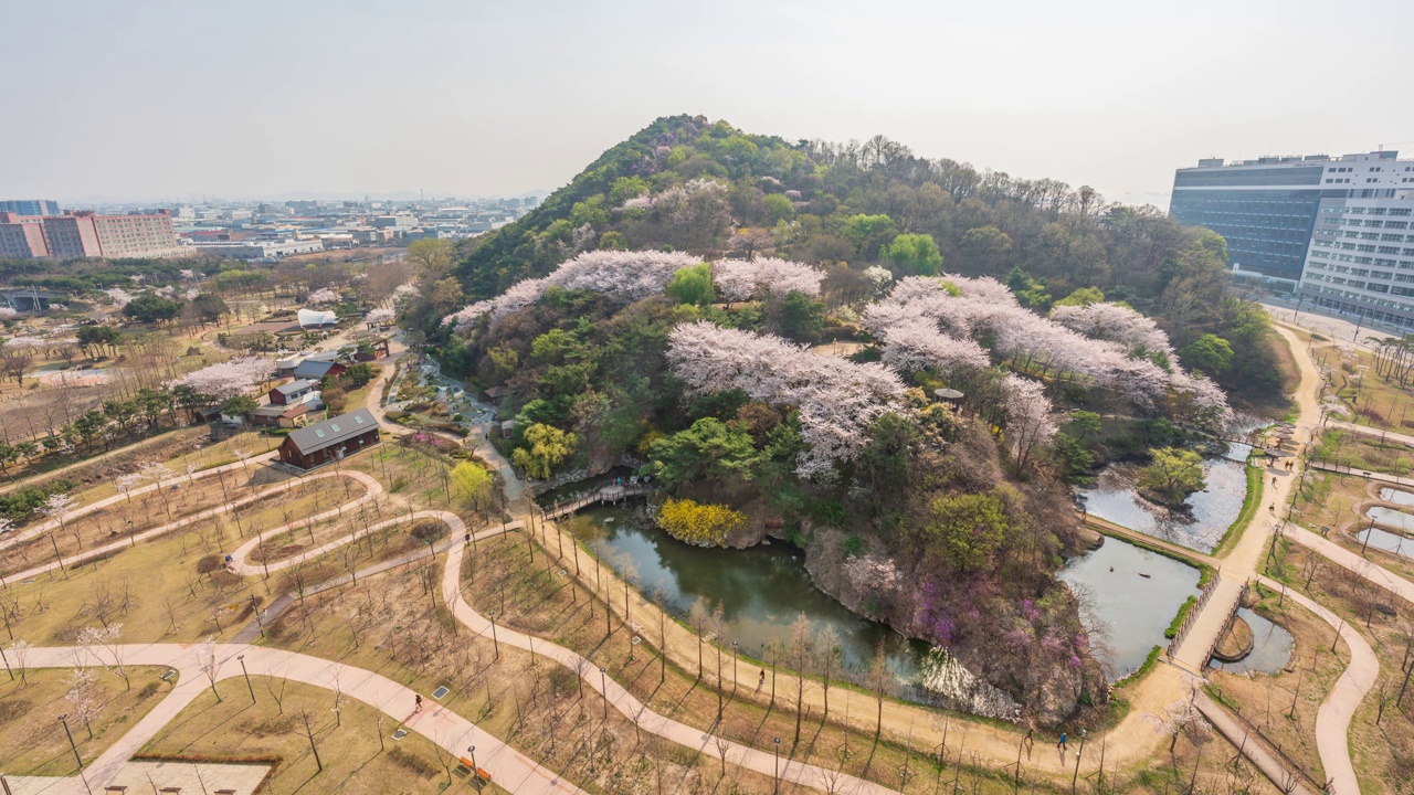 春天，白天的樱花和玉谷公园/韩国京畿道始兴市视频素材