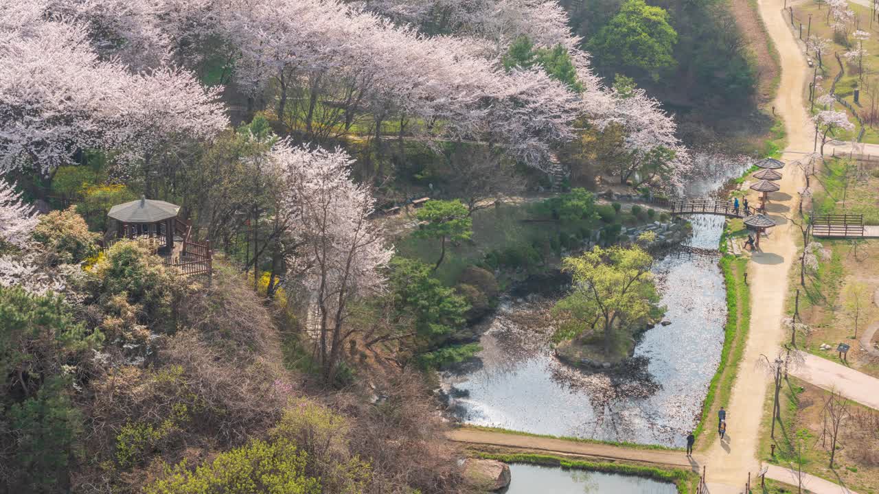 春天，白天的樱花和玉谷公园/韩国京畿道始兴市视频素材