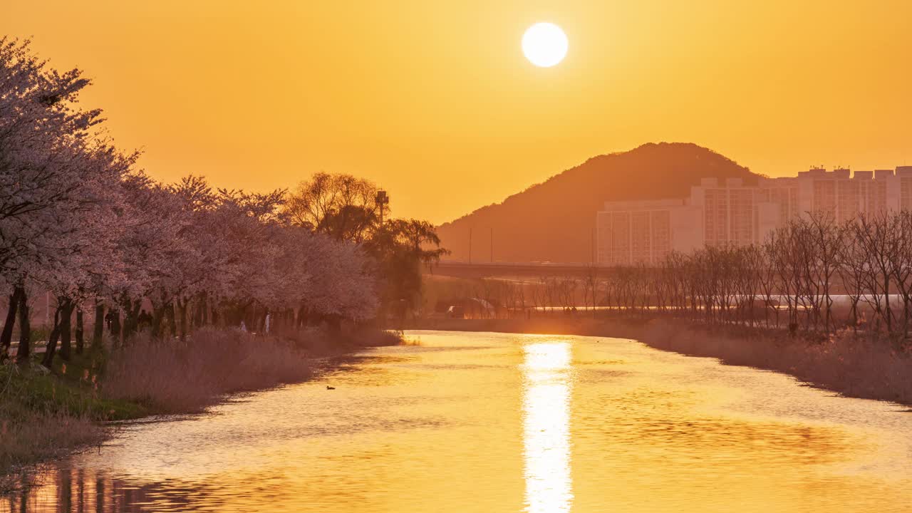 春天、樱花、蒲通川溪和白天的日落/韩国京畿道始兴市视频素材