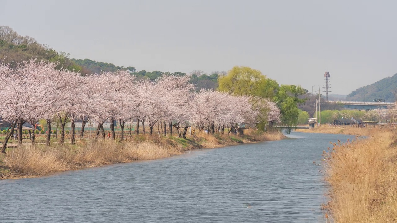 春天，白天的樱花和蒲通川川/韩国京畿道始兴市视频素材