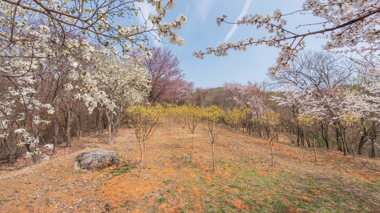 春天，樱花，山茱萸，白天的约南森林公园/京畿道始兴市，韩国视频素材