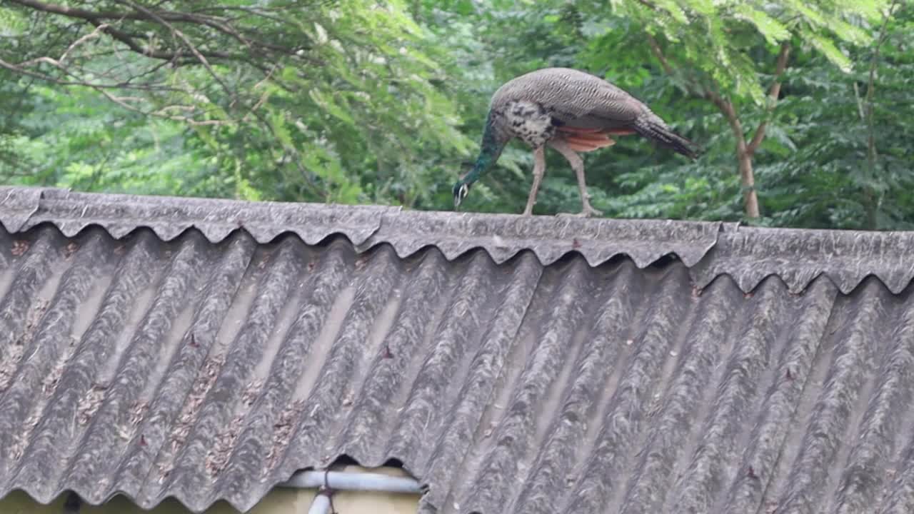 美丽的孔雀走在屋顶上，绿色的自然背景视频素材