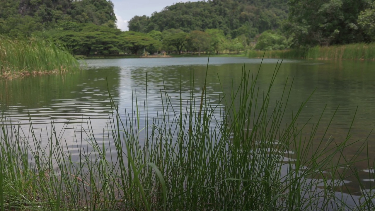 在阳光明媚的日子里，公园里的天然泻湖，绿色的水生植物被风吹着。视频素材