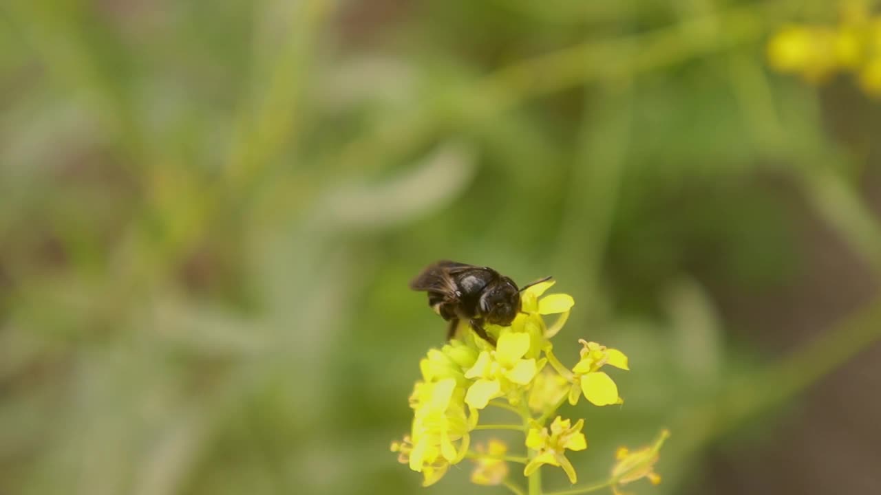 孤独的蜜蜂。
生活在地下的蜜蜂。蜜蜂在地上挖洞。
蜜蜂啜饮花蜜，然后飞回她的地下巢穴。视频素材