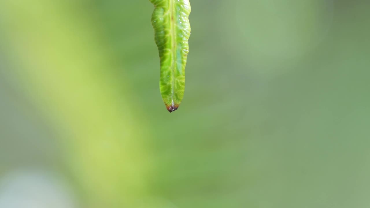 晨露滴在蕨类植物上视频下载