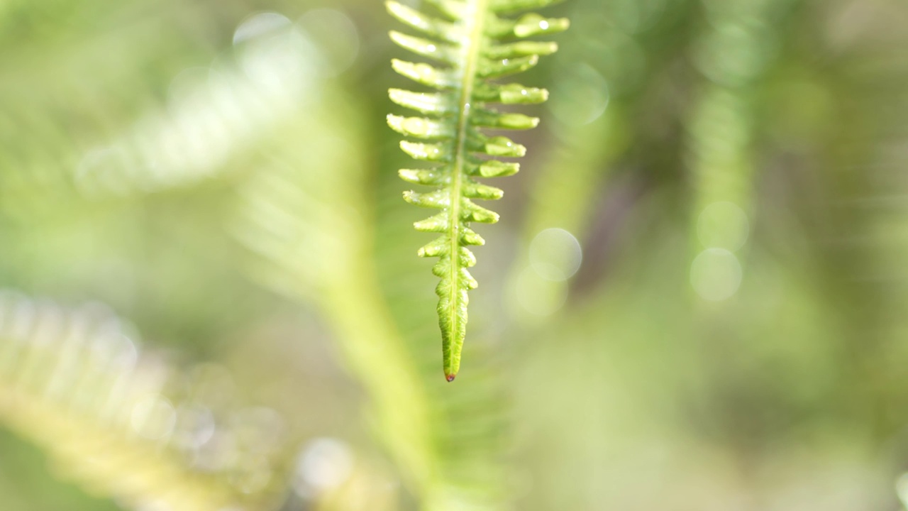 蕨类植物上的水滴视频下载