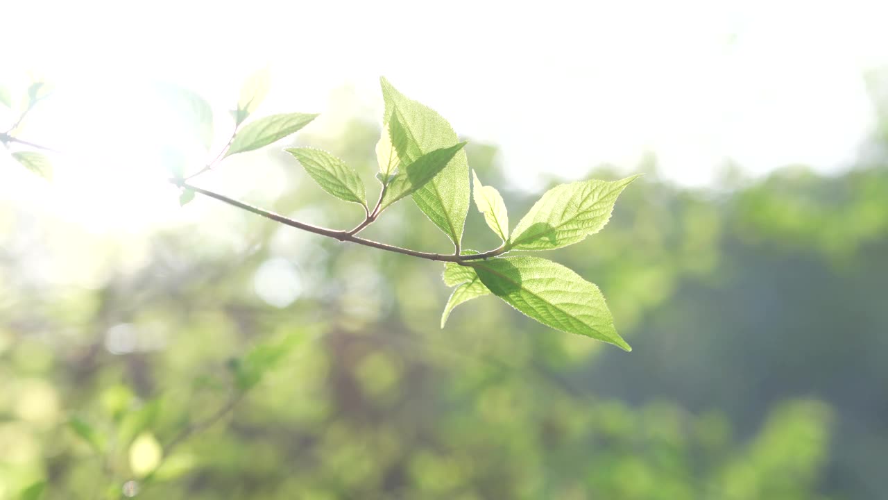 清新的绿色和初夏的阳光视频下载