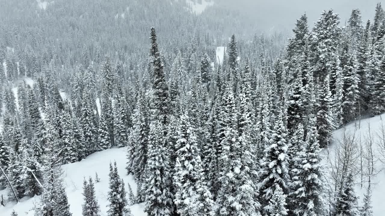 飞越犹他州一片白雪覆盖的森林视频素材