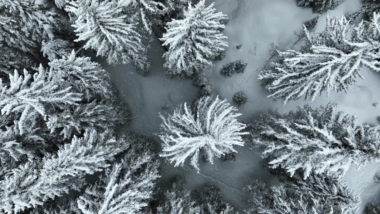 飞越犹他州一片白雪覆盖的森林视频素材