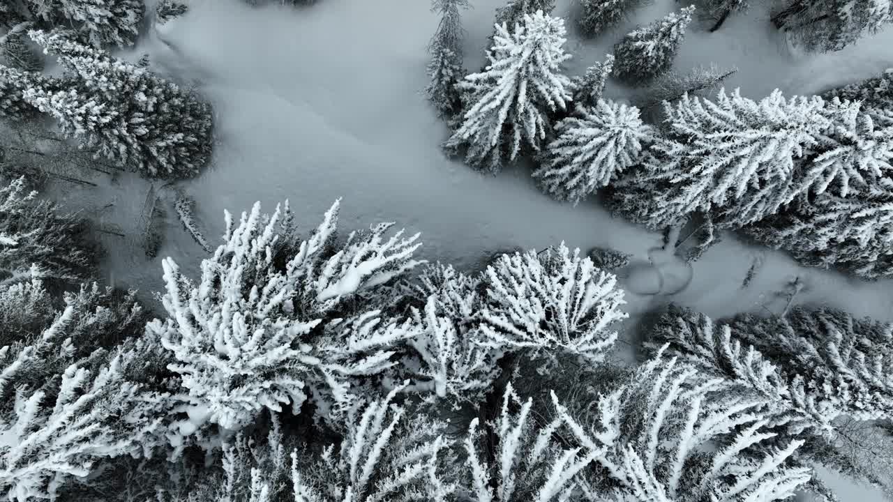 飞越犹他州一片白雪覆盖的森林视频素材