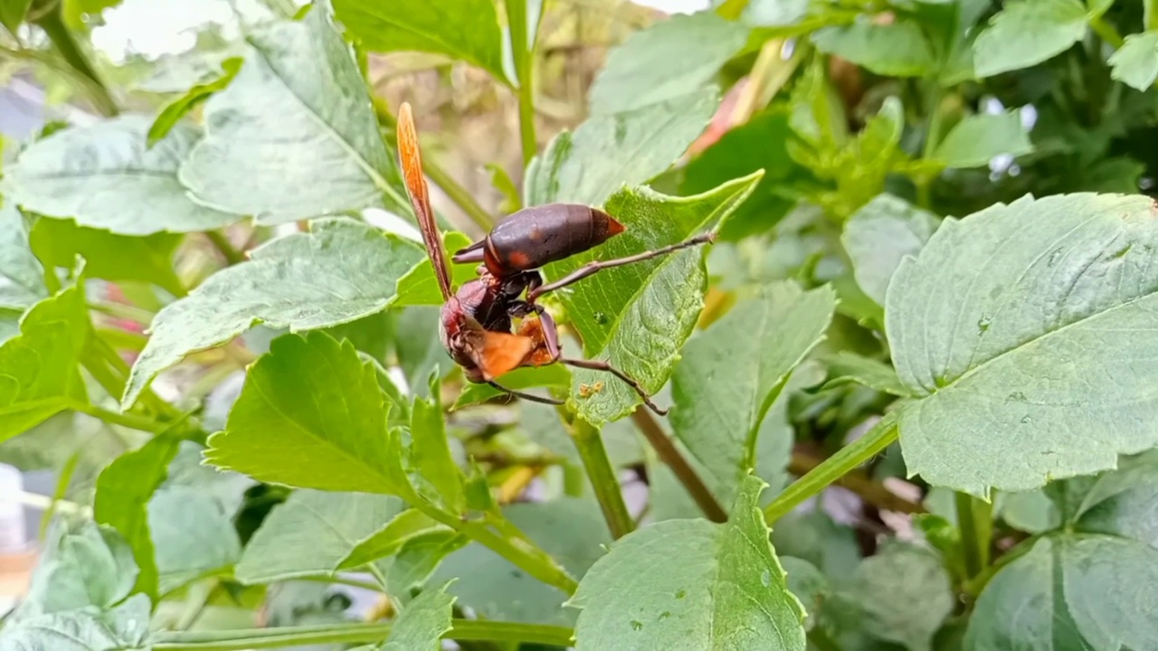 一只正在栖息和进食的加拿大黄蜂视频下载