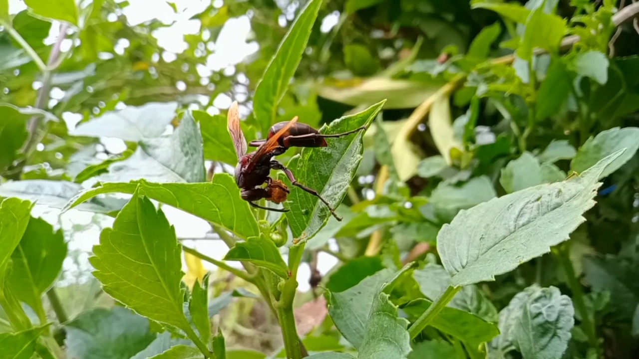 一只正在栖息和进食的加拿大黄蜂视频下载