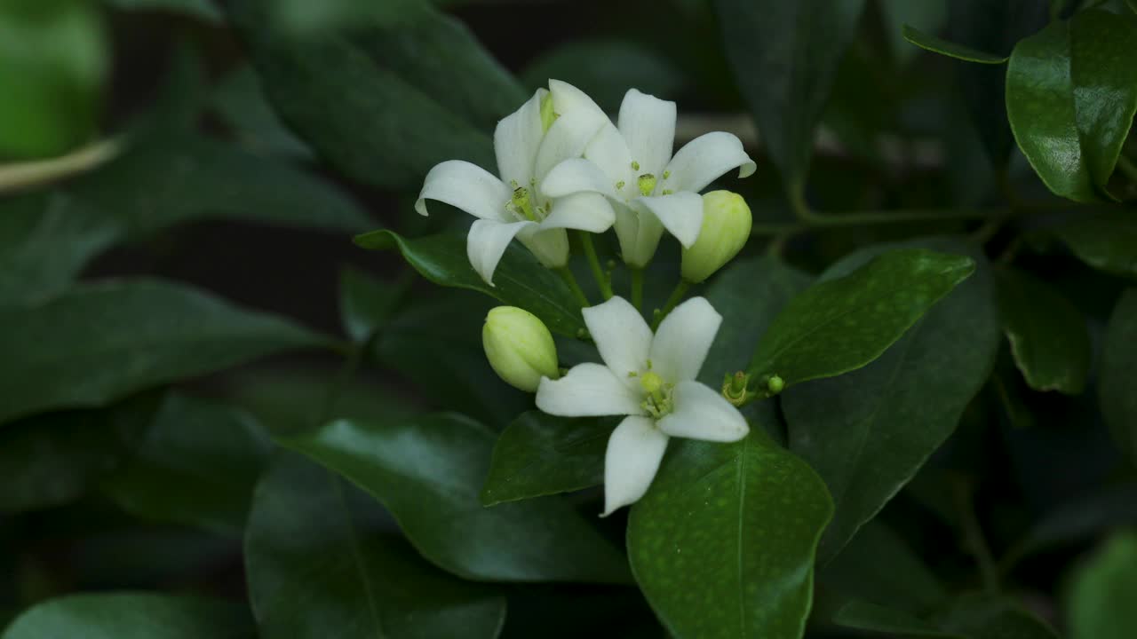 白色的花。视频素材