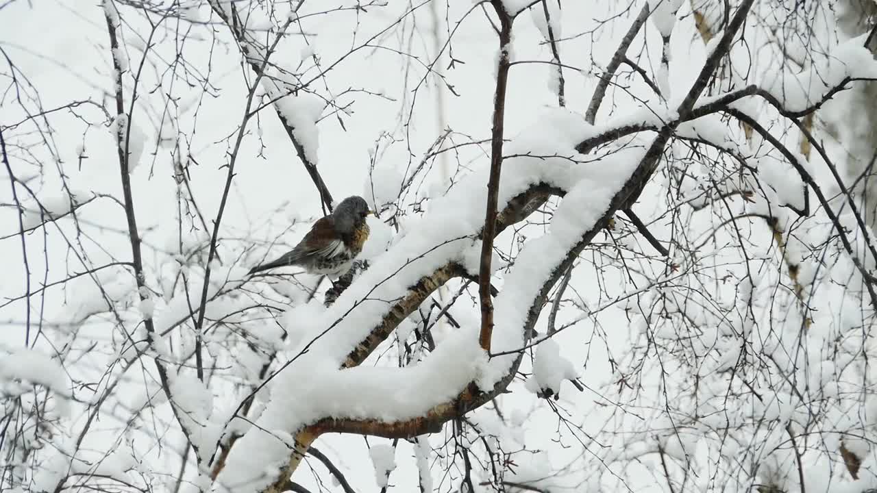 田野里的画眉坐在被雪覆盖的树上清理羽毛视频素材