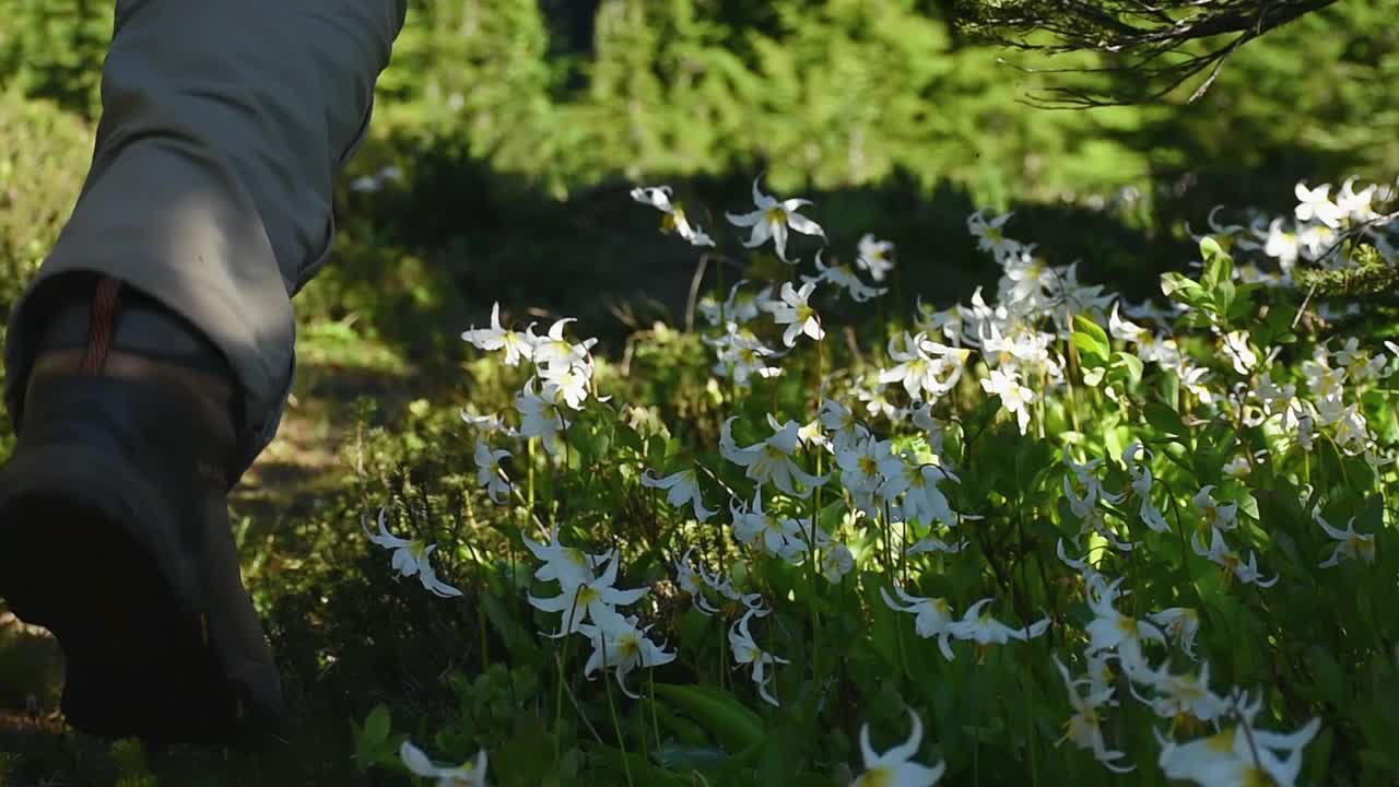 徒步旅行者的鞋子穿过冰川百合的田野视频素材