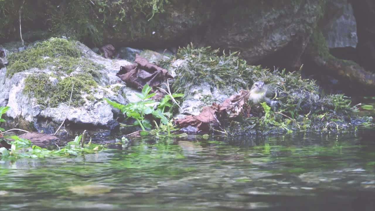 水边的黄雀视频素材