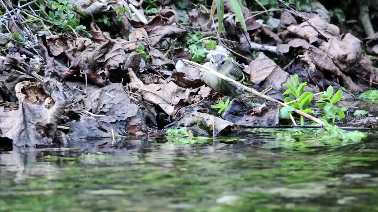 水边的黄雀视频素材