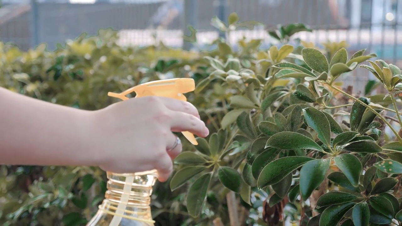 亚洲妇女浇灌植物视频素材