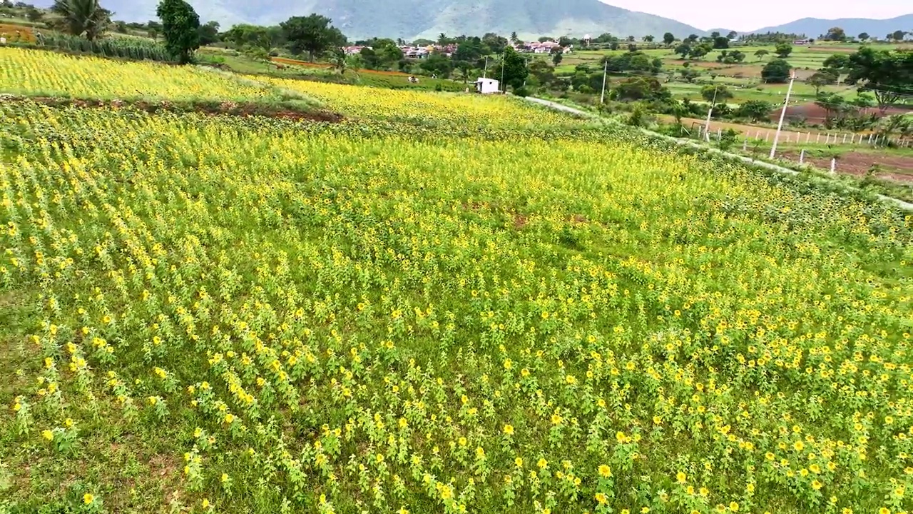 飞过卡纳塔克邦农村的向日葵田视频下载