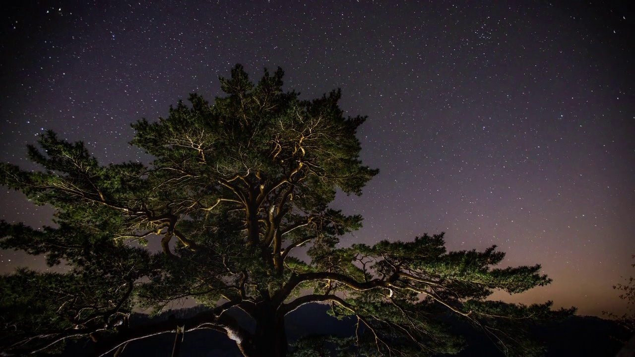 紫色的夜空，星星从松树(Pinus pungens)后面经过/韩国全罗北道金济市视频素材