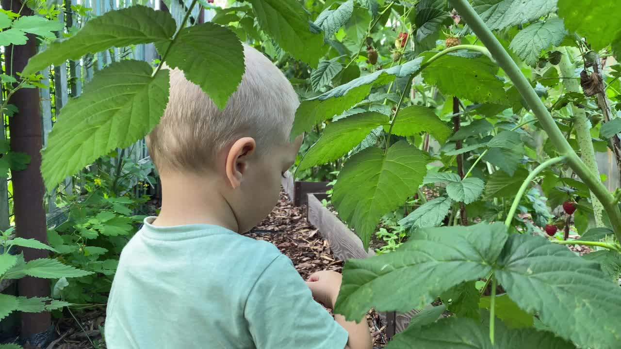 蹒跚学步的孩子在花园里采摘和吃成熟的覆盆子视频素材