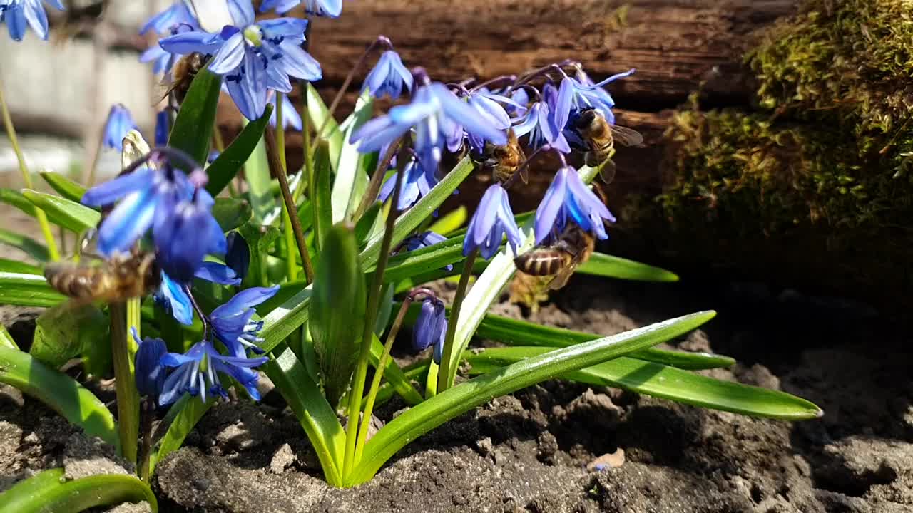 蜜蜂在花园里采集花蜜。蓝色的雪花莲和野蜜蜂。蜂蜜救援。蜜蜂从雪花莲中采集花蜜。春天的花。美丽的野生动物在春天。蓝色的野花。视频素材