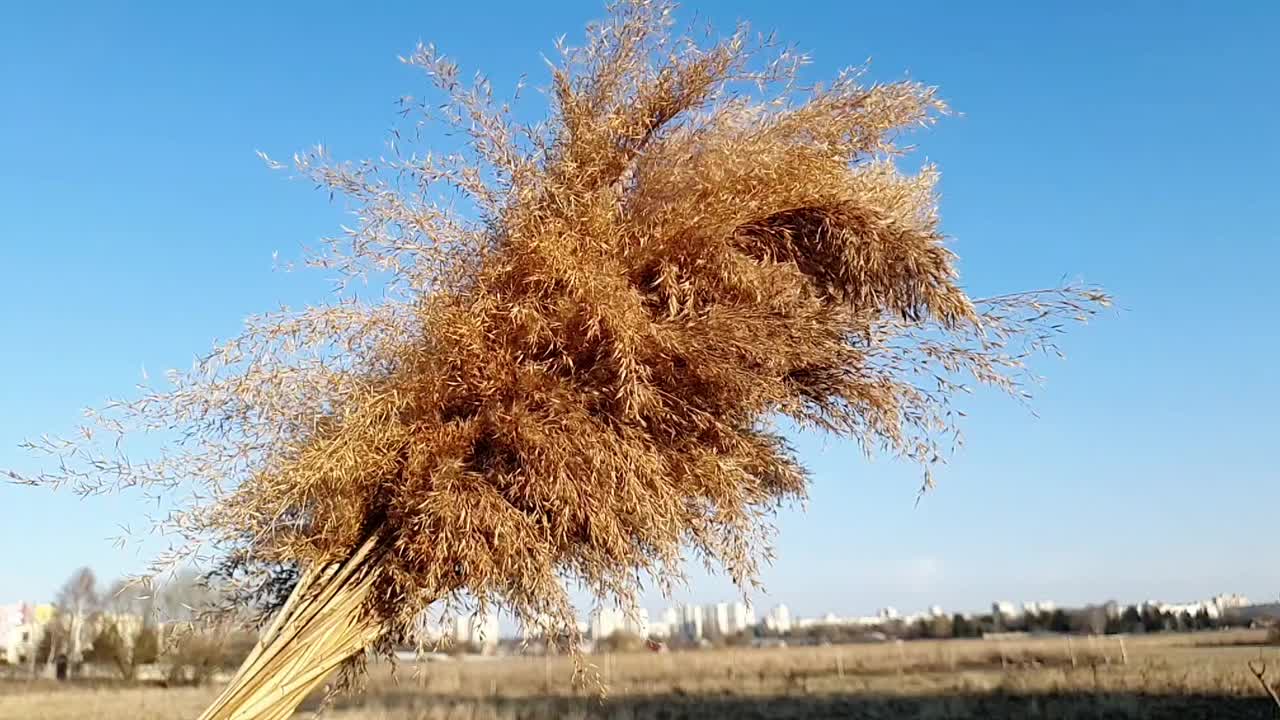 草地上美丽的芦苇。风吹在金色的芦苇上。田野里有许多金色的小穗。金色的芦苇。视频下载