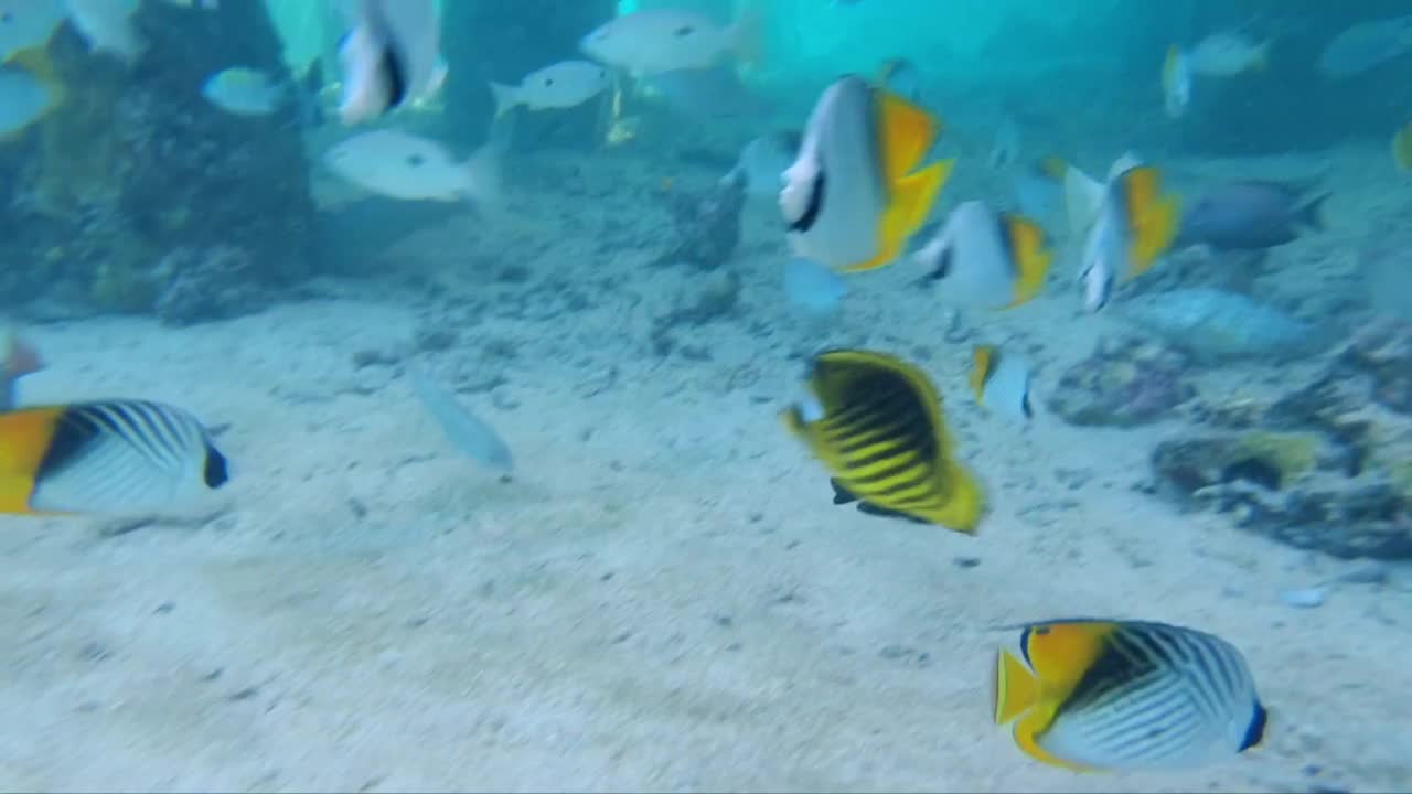 埃及红海里的鱼群。在埃及潜水。海里美丽的鱼。红海和埃及的海胆。海底有很多海胆。视频下载