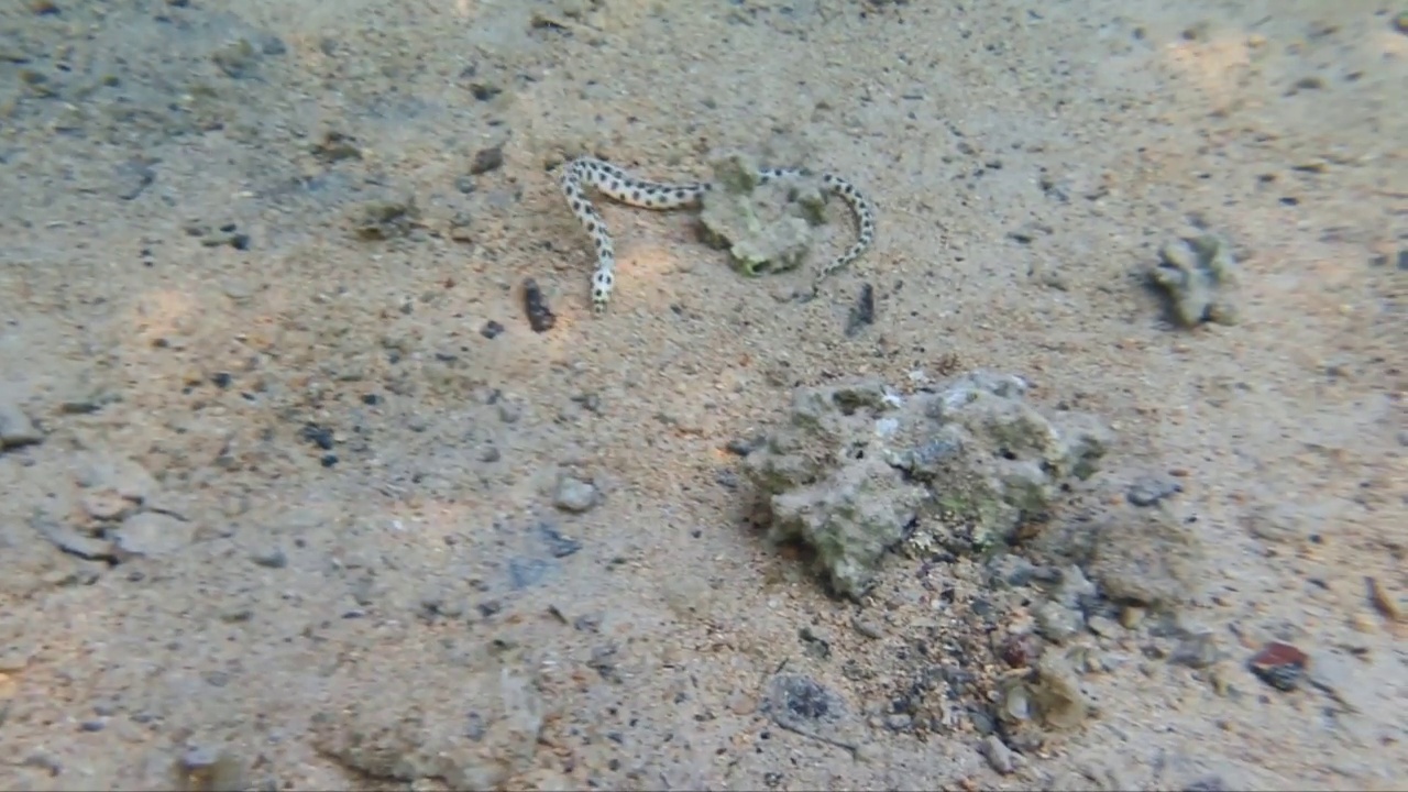 密里希西斯·马库洛苏斯在埃及红海。红海里的虎尾鳗。海蛇正在捕食。Myrichthys maculosus打猎。毒海蛇。视频下载