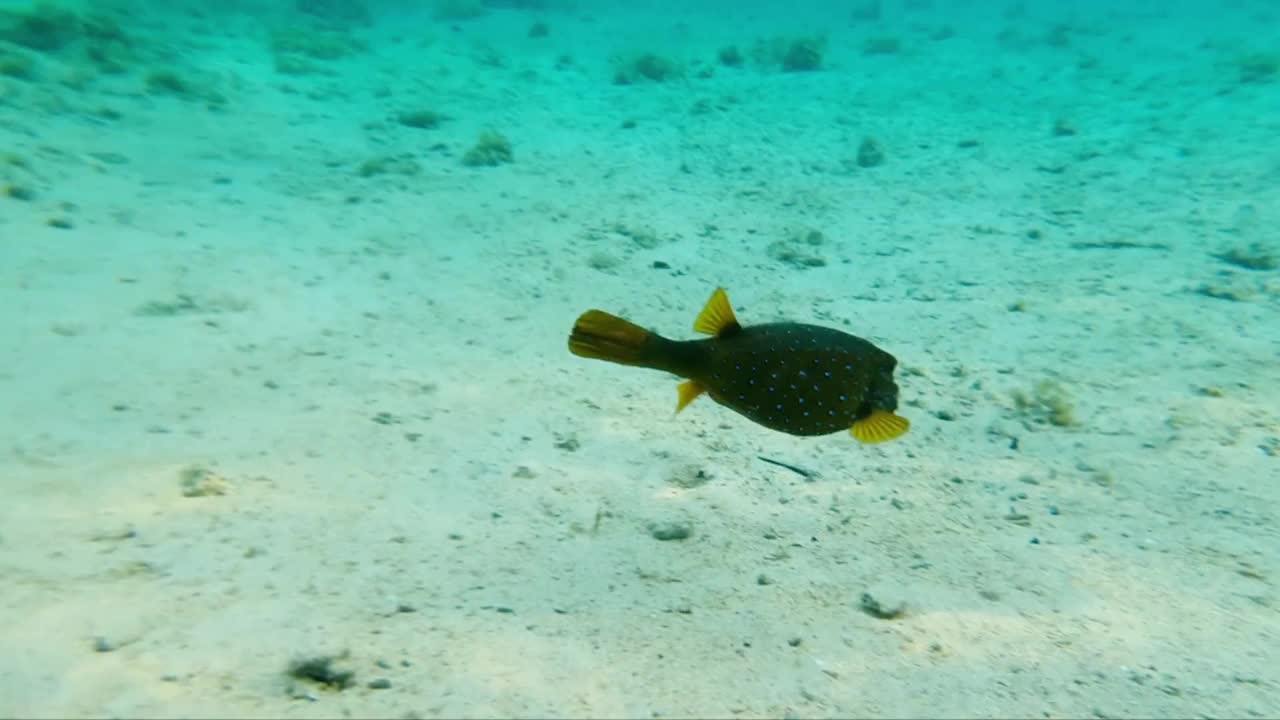 埃及红海中的美鱼Myrichthys maculosus, Ostracion cubecus, Pantodon buchholzi。在埃及潜水。红海里的埃及鱼。水下拍摄海中美丽的鱼。视频素材