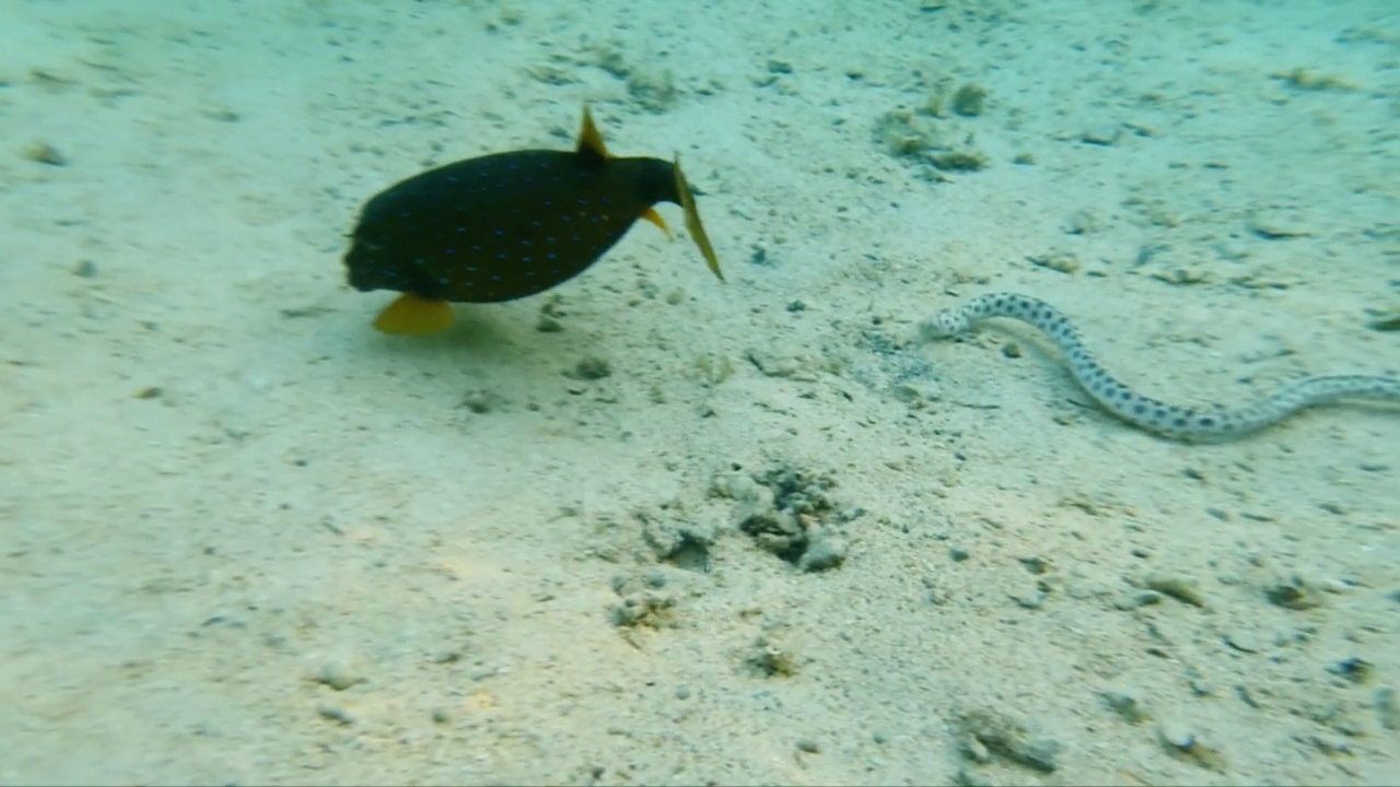 埃及红海中的美鱼Myrichthys maculosus, Ostracion cubecus, Pantodon buchholzi。在埃及潜水。红海里的埃及鱼。水下拍摄海中美丽的鱼。视频下载