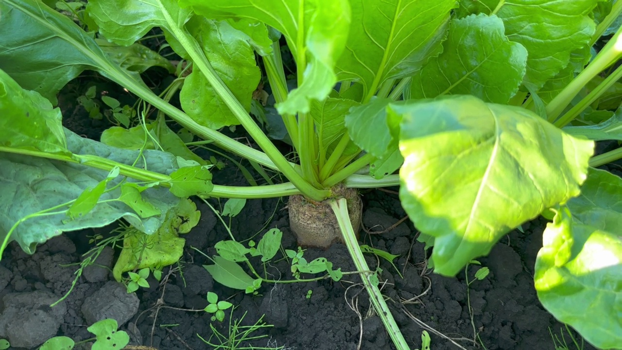 甜菜根埋在地里视频素材