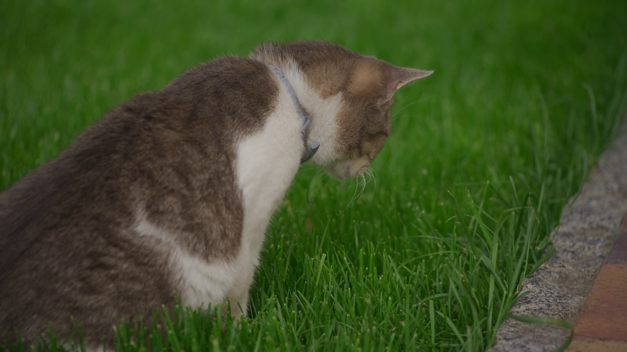 一只白色虎斑家猫的特写，准备在风中攻击草地视频素材