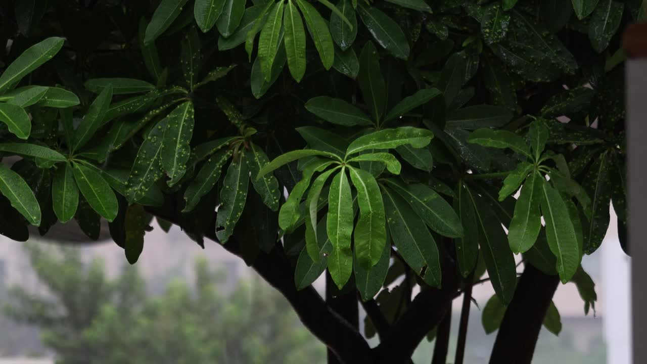 雨视频素材