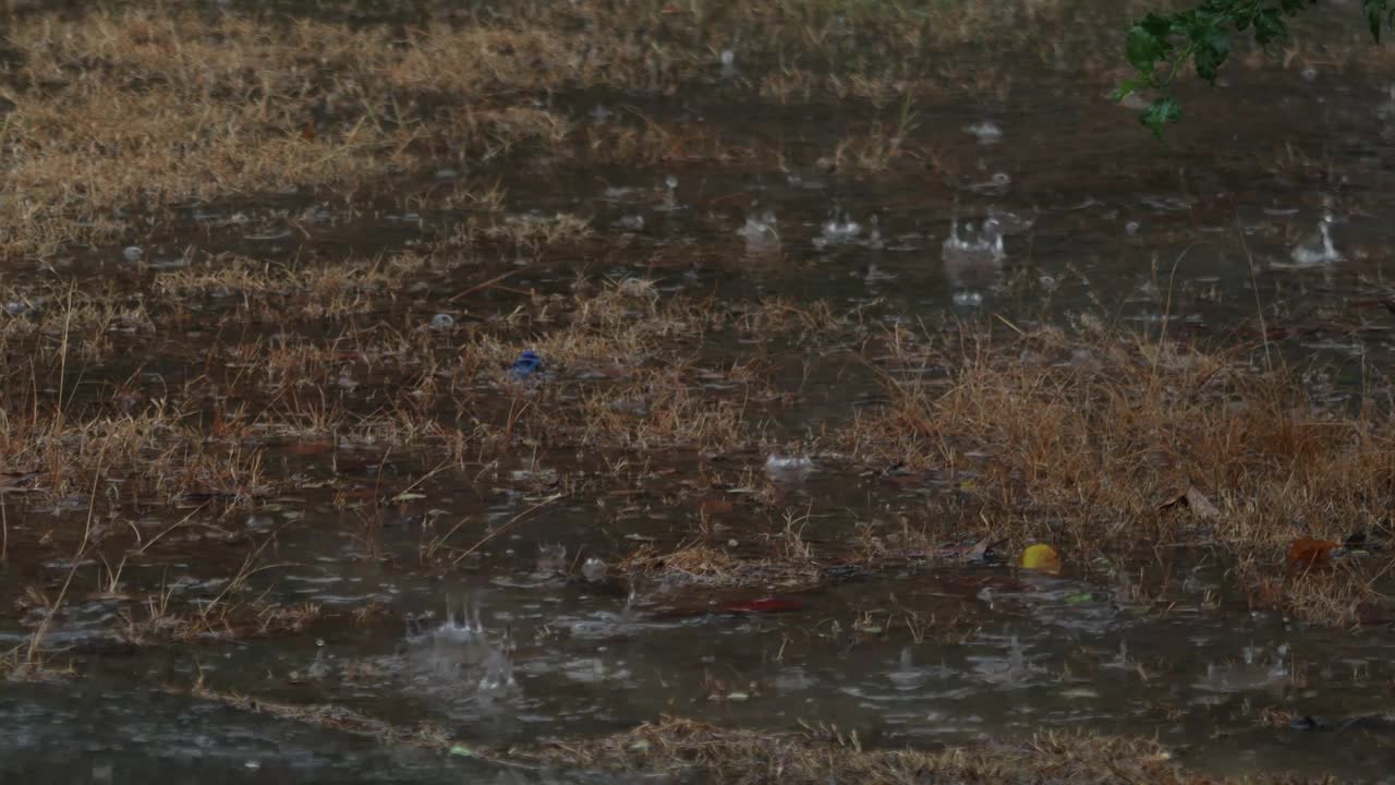 雨视频素材