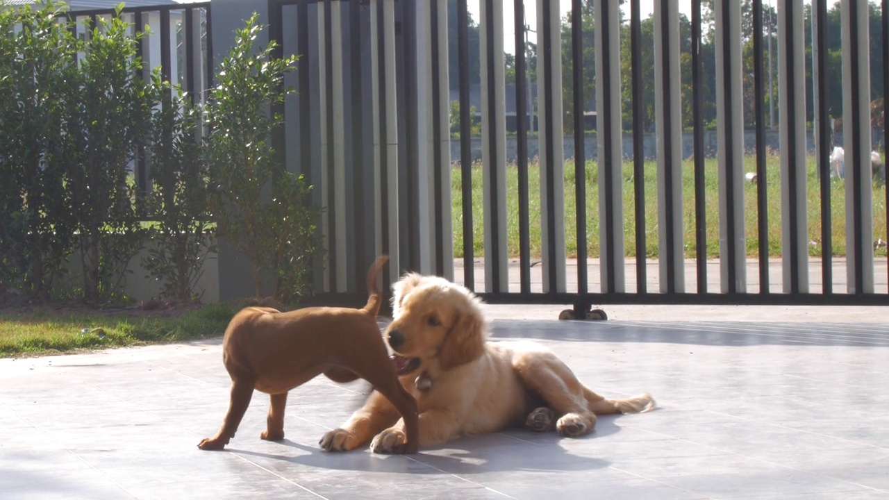 泰脊犬和金毛猎犬小狗在一起玩耍视频素材