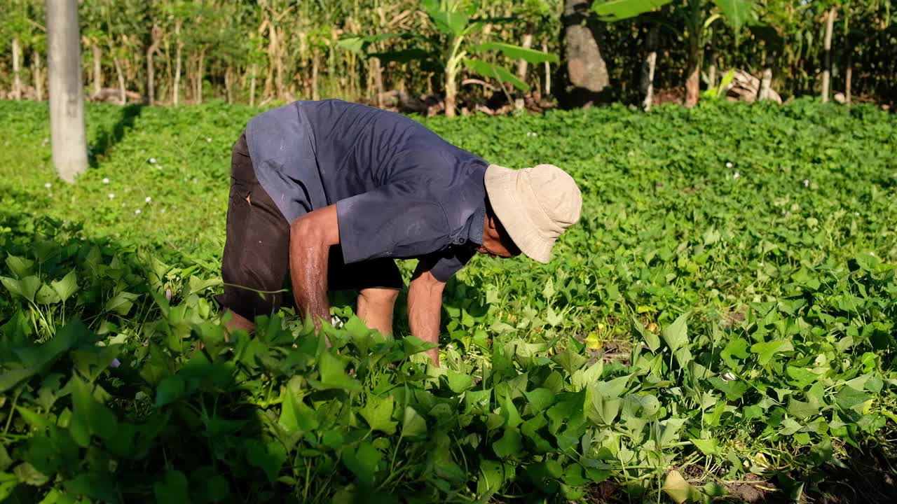 农民种植红薯视频素材