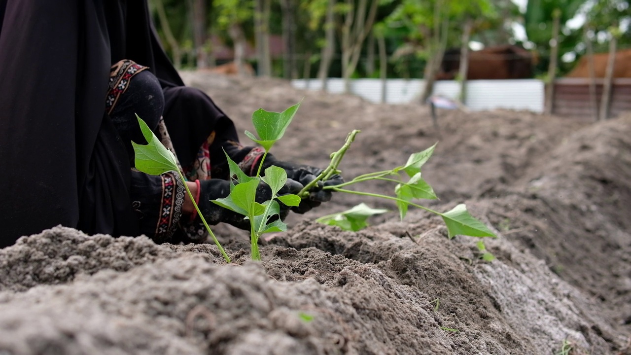 农民在传统种植园种植红薯视频素材