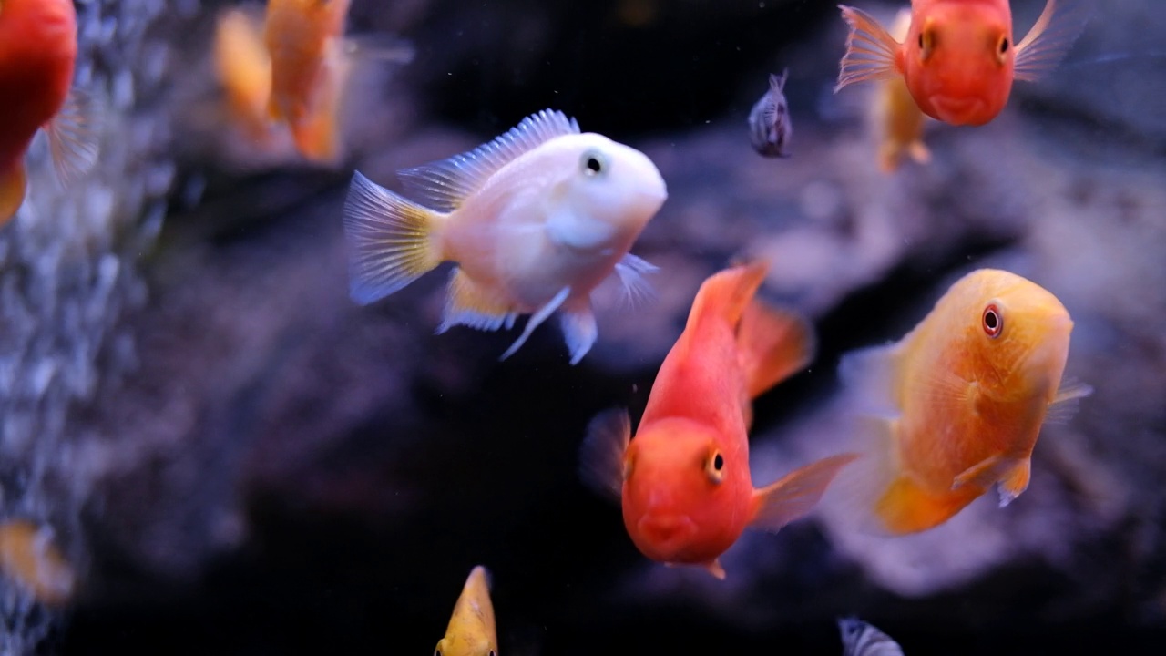 五颜六色的鱼在水族馆的特写视频素材