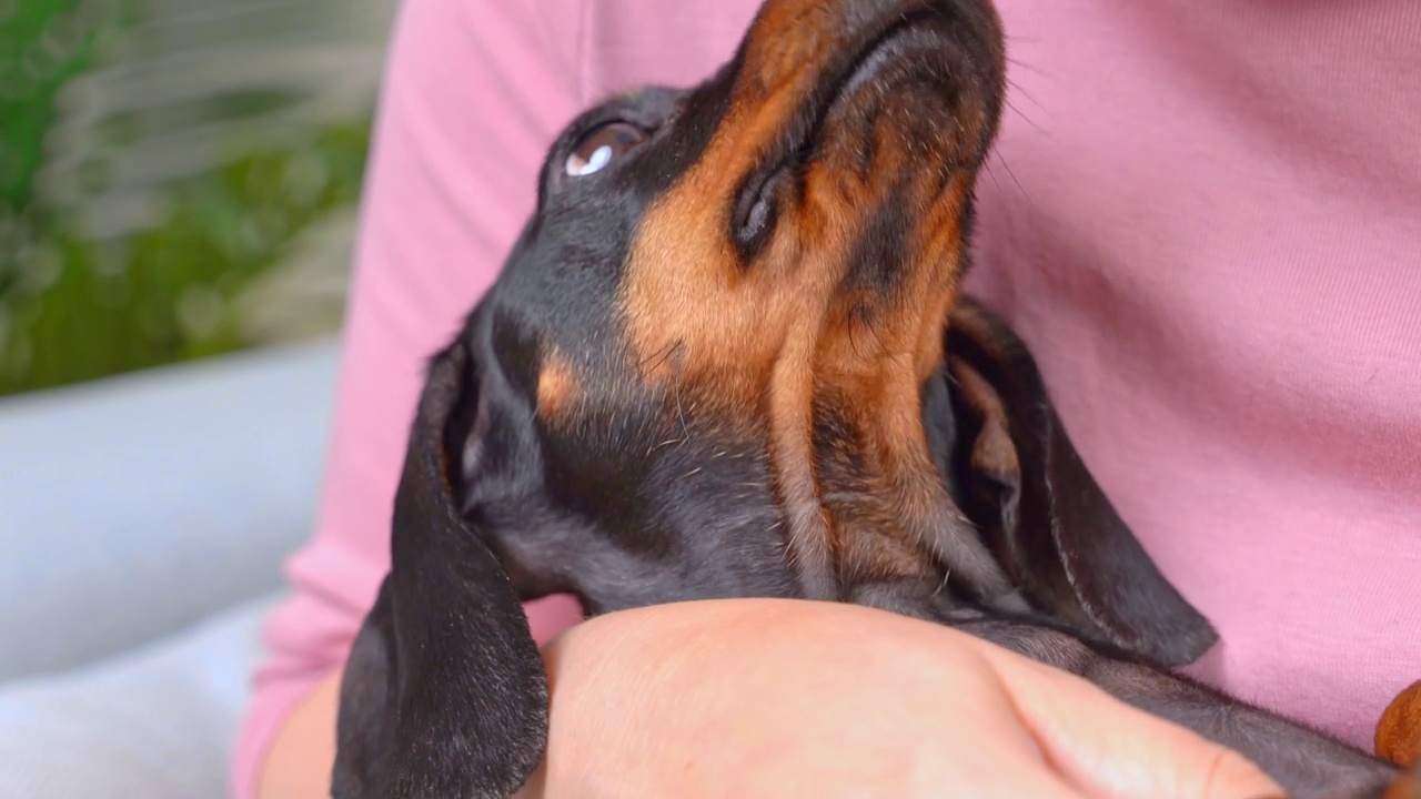 国内腊肠犬从有爱心的女主人那里得到爱视频素材