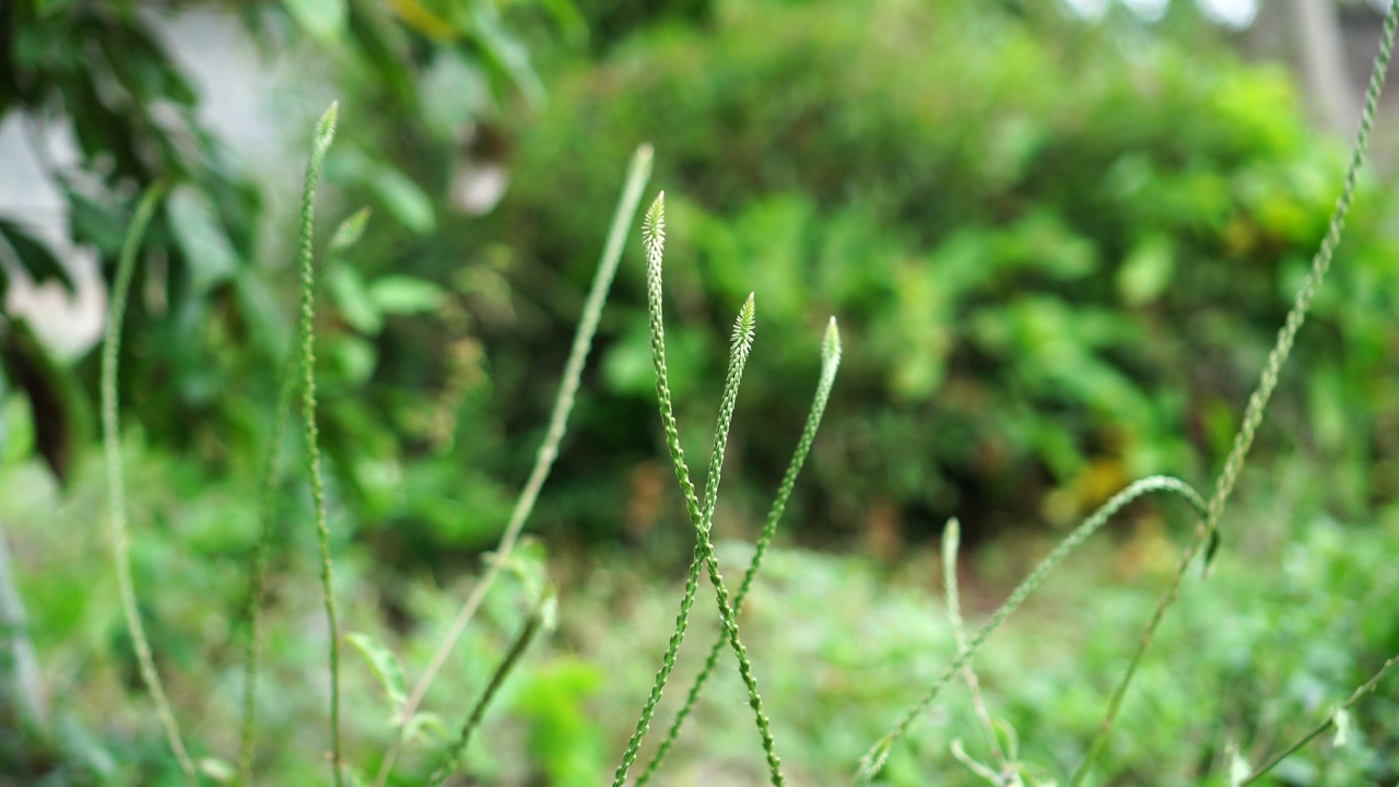 花园里的牛膝视频素材