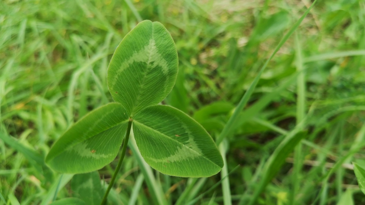 多汁的绿色野生三叶草特写视频素材