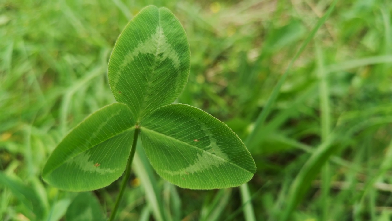 多汁的绿色野生三叶草特写视频素材